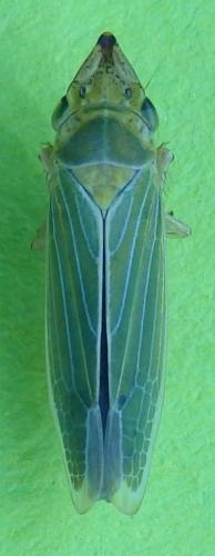 Réf. 203 827 : Draeculacephala clypeata